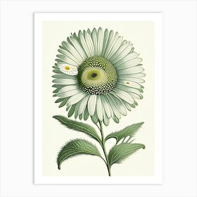 Shasta Daisy Wildflower Vintage Botanical 2 Art Print