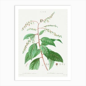 Lily Of The Valley Tree, Pierre Joseph Redoute Art Print