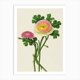 Ranunculus Vintage Botanical 3 Flower Art Print