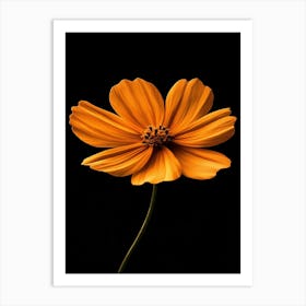 Orange Flower On Black Background 1 Art Print