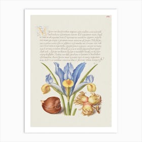 Spanish Chestnut, English Iris, And European Filbert From Mira Calligraphiae Monumenta, Joris Hoefnagel Art Print