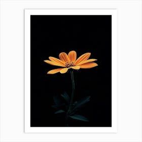 Single Flower On Black Background 3 Art Print