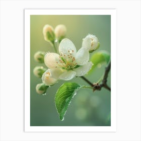 Apple Blossom Art Print