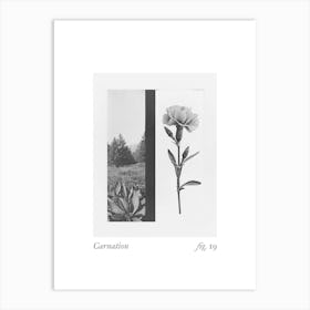 Carnation Botanical Collage 3 Art Print