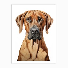 Rhodesian Ridgeback Dog, Line Drawing Colour Art Print