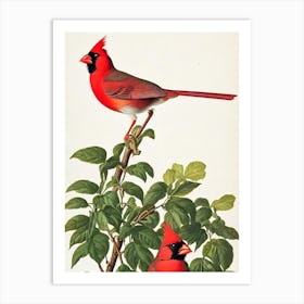 Northern Cardinal James Audubon Vintage Style Bird Art Print
