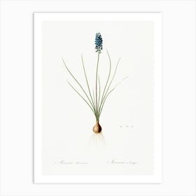 Grape Hyacinth Illustration From Les Liliacées (1805), Pierre Joseph Redoute 1 Art Print