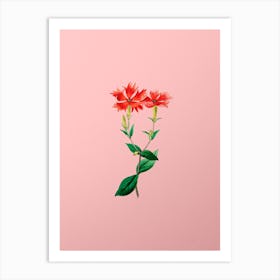 Vintage Bunge's Lychnis Flower Botanical on Soft Pink n.0563 Art Print