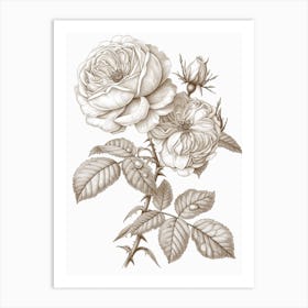 Rose With Dewdrops Line Drawing 2 Art Print