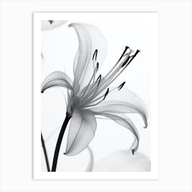 White Lily Black And White Flower Silhouette Art Print