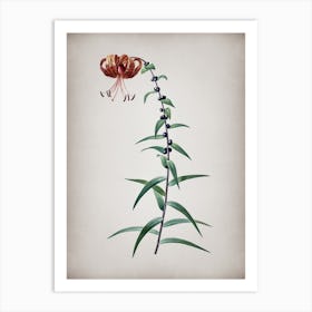 Vintage Tiger Lily Botanical on Parchment n.0551 Art Print