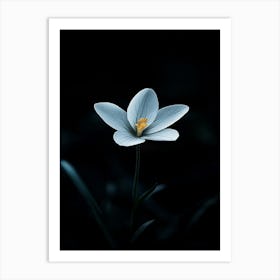 Crocus Flower 1 Art Print