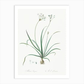 Allium Fragrans Illustration From Les Liliacées (1805), Pierre Joseph Redoute Art Print