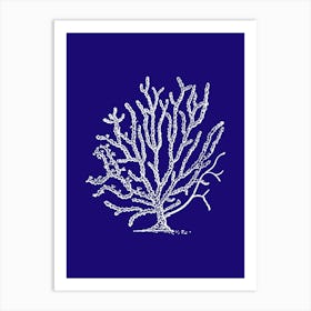 Coral Tree 1 Art Print