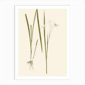 Allium Schoenoprasum Art Print