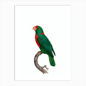 Vintage Red Fronted Parrot Bird Illustration on Pure White Art Print