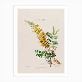 Botanical Print 1 Art Print