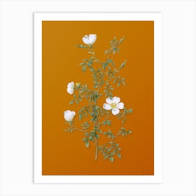 Vintage Hedge Rose Botanical on Sunset Orange n.0789 Art Print
