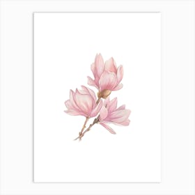 Magnolia Flower 1 Art Print