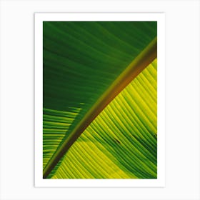 Close Up Of A Banana Leaf Affiche