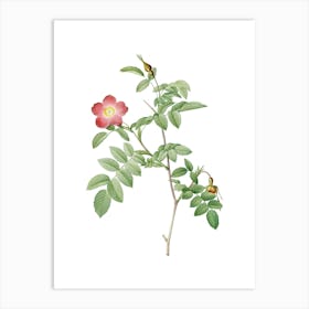 Vintage Pink Alpine Rose Botanical Illustration on Pure White n.0801 Art Print