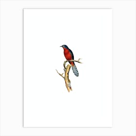 Vintage Chestnut Breasted Cuckoo Bird Illustration on Pure White n.0281 Art Print