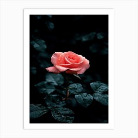 Pink Rose 10 Art Print