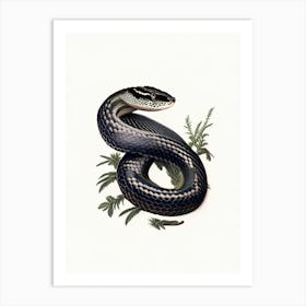 Black Pine Snake 1 Vintage Art Print