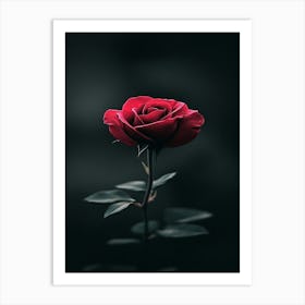 Dark Rose 31 Art Print