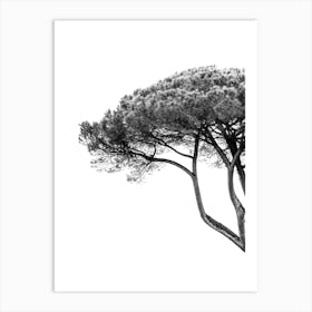 Italian Cypress Tree In Black And White Art Print