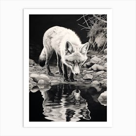 Tibetan Sand Fox Finds Water Pencil Drawing 2 Art Print