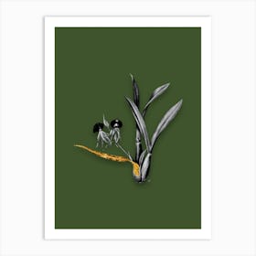 Vintage Clamshell Orchid Black and White Gold Leaf Floral Art on Olive Green n.0940 Art Print