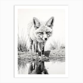 Bengal Fox Near A Stream Drawing Art Print