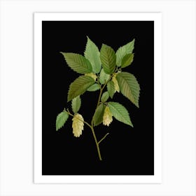 Vintage American Hophornbeam Botanical Illustration on Solid Black n.0344 Art Print