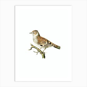 Vintage Woodlark Bird Illustration on Pure White n.0003 Art Print