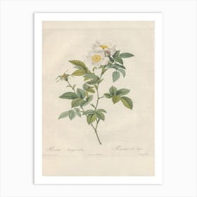 Rose Illustration, Pierre Joseph Redoute, Pierre Joseph Redoute(129) Art Print