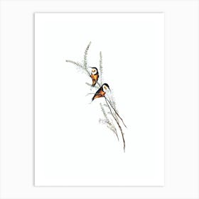 Vintage Slender Billed Spine Bill Bird Illustration on Pure White Art Print