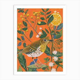 Spring Birds Hermit Thrush 3 Art Print