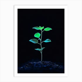 Young Plant In The Dark 11 Art Print