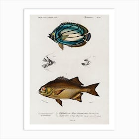 Different Types Of Fishes, Charles Dessalines D'Orbigny 4 Art Print