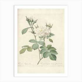 Rose Illustration, Pierre Joseph Redoute (46) Art Print