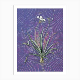 Vintage Allium Fragrans Botanical Illustration on Veri Peri n.0007 Art Print