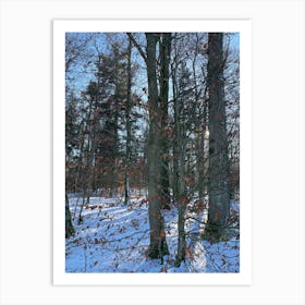 Winter In The Woods 9 Art Print