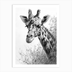Giraffe With Head In The Branches Pencil Drawing 3 Art Print