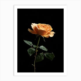 Single Rose On Black Background 35 Art Print