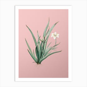 Vintage Fortnight Lily Botanical on Soft Pink n.0135 Art Print