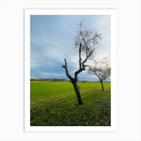 Tree In The Field 1 Art Print