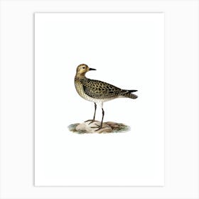 Vintage European Golden Plover Bird Illustration on Pure White n.0040 Art Print