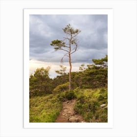 Lone Tree In The Forest Art Print