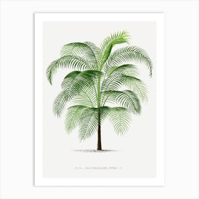 Kerchove 4 Les Palmiers Art Print